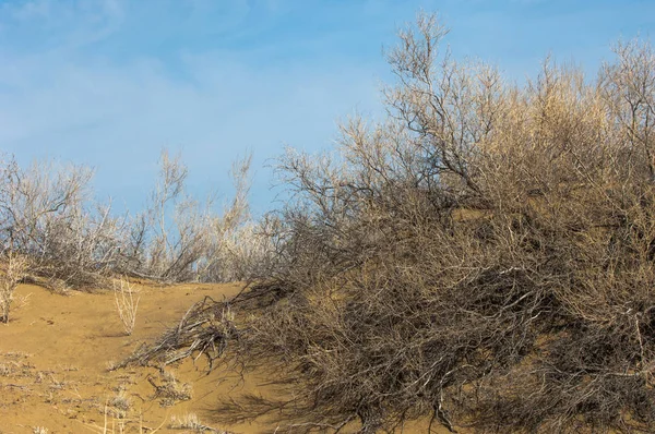 kum bahar bozkır. ağaçlar ve kum mavi gökyüzü arka plan üzerinde. Kazakistan bozkırlarında