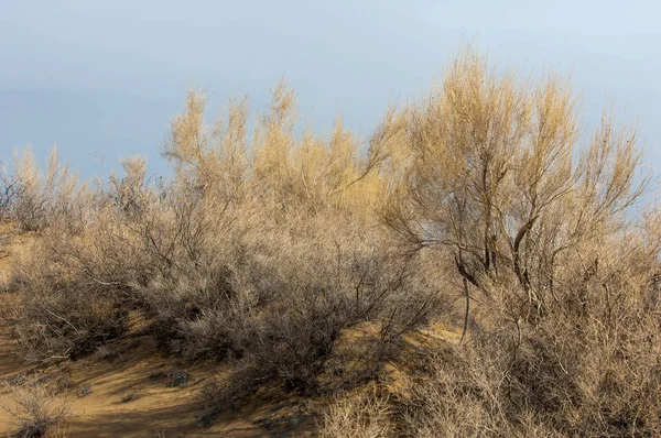 kum bahar bozkır. ağaçlar ve kum mavi gökyüzü arka plan üzerinde. Kazakistan bozkırlarında