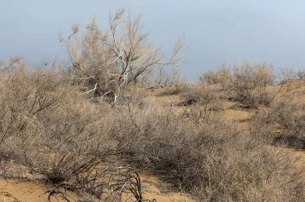 kum bahar bozkır. ağaçlar ve kum mavi gökyüzü arka plan üzerinde. Kazakistan bozkırlarında