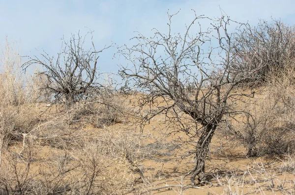 kum bahar bozkır. ağaçlar ve kum mavi gökyüzü arka plan üzerinde. Kazakistan bozkırlarında