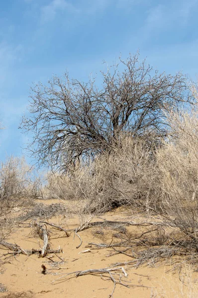 kum bahar bozkır. ağaçlar ve kum mavi gökyüzü arka plan üzerinde. Kazakistan bozkırlarında