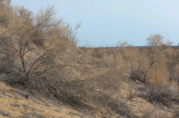 kum bahar bozkır. ağaçlar ve kum mavi gökyüzü arka plan üzerinde. Kazakistan bozkırlarında