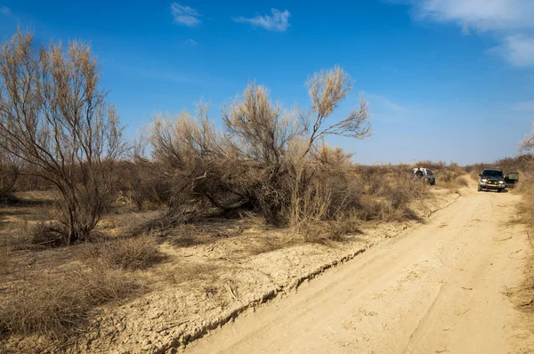 kum bahar bozkır. ağaçlar ve kum mavi gökyüzü arka plan üzerinde. Kazakistan bozkırlarında