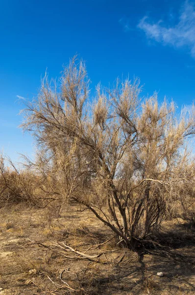 kum bahar bozkır. ağaçlar ve kum mavi gökyüzü arka plan üzerinde. Kazakistan bozkırlarında