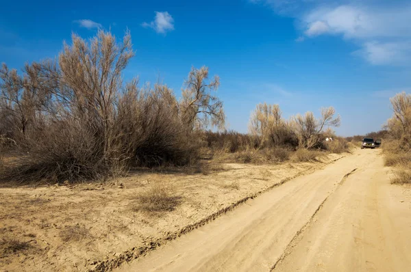 kum bahar bozkır. ağaçlar ve kum mavi gökyüzü arka plan üzerinde. Kazakistan bozkırlarında