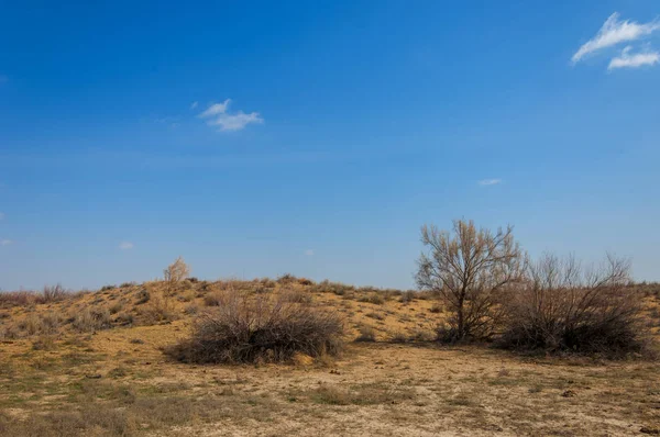 kum bahar bozkır. ağaçlar ve kum mavi gökyüzü arka plan üzerinde. Kazakistan bozkırlarında