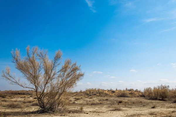 Άμμο Άνοιξη Στέπα Δέντρα Και Άμμο Φόντο Γαλάζιο Του Ουρανού — Φωτογραφία Αρχείου