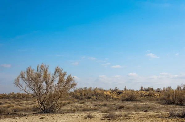 kum bahar bozkır. ağaçlar ve kum mavi gökyüzü arka plan üzerinde. Kazakistan bozkırlarında