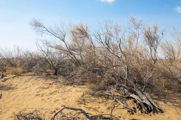 kum bahar bozkır. ağaçlar ve kum mavi gökyüzü arka plan üzerinde. Kazakistan bozkırlarında