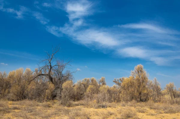 kum bahar bozkır. ağaçlar ve kum mavi gökyüzü arka plan üzerinde. Kazakistan bozkırlarında