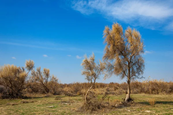 kum bahar bozkır. ağaçlar ve kum mavi gökyüzü arka plan üzerinde. Kazakistan bozkırlarında