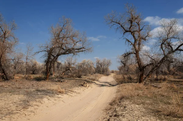 kum bahar bozkır. ağaçlar ve kum mavi gökyüzü arka plan üzerinde. Kazakistan bozkırlarında