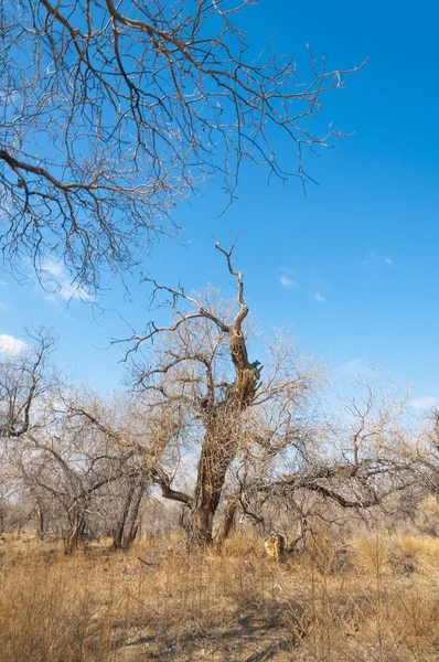 kum bahar bozkır. ağaçlar ve kum mavi gökyüzü arka plan üzerinde. Kazakistan bozkırlarında