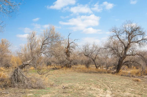 kum bahar bozkır. ağaçlar ve kum mavi gökyüzü arka plan üzerinde. Kazakistan bozkırlarında