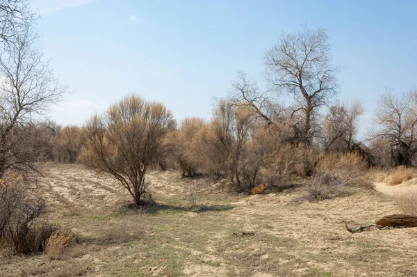 Степь Песка Деревья Песок Голубом Фоне Неба Степи Казахстана — стоковое фото