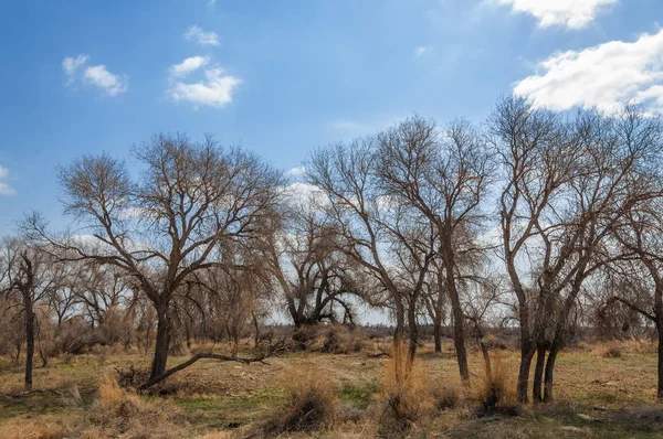 nehir bahar. bahar Nehri Orta Asya'da. Kazakistan bozkır nehir Semirechye. 