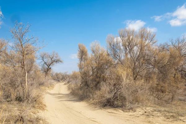 Estepe Primavera Areia Árvores Areia Fundo Céu Azul Estepes Cazaquistão — Fotografia de Stock