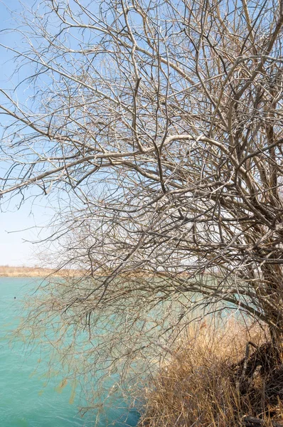 nehir bahar. bahar Nehri Orta Asya'da. Kazakistan bozkır nehir Semirechye. 