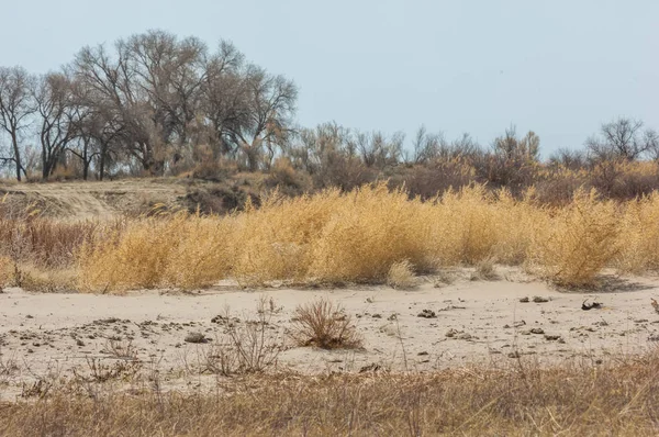 kum bahar bozkır. ağaçlar ve kum mavi gökyüzü arka plan üzerinde. Kazakistan bozkırlarında