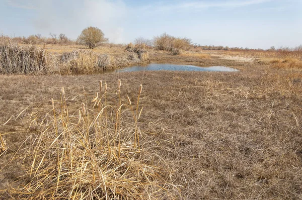 kum bahar bozkır. ağaçlar ve kum mavi gökyüzü arka plan üzerinde. Kazakistan bozkırlarında