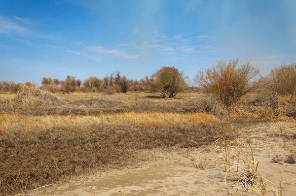 kum bahar bozkır. ağaçlar ve kum mavi gökyüzü arka plan üzerinde. Kazakistan bozkırlarında