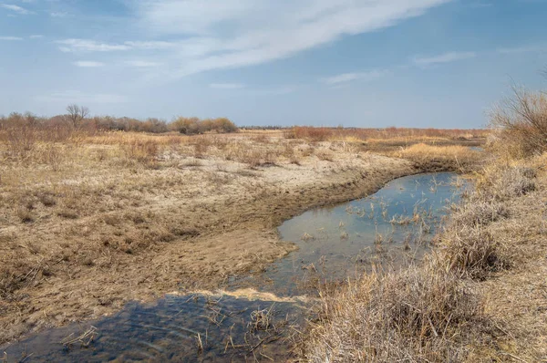 kum bahar bozkır. ağaçlar ve kum mavi gökyüzü arka plan üzerinde. Kazakistan bozkırlarında