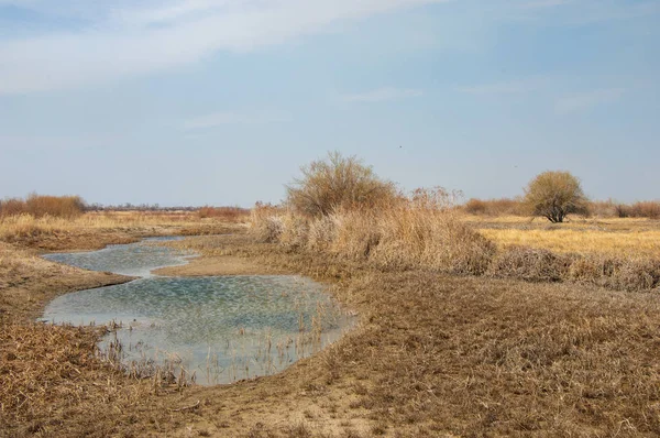 kum bahar bozkır. ağaçlar ve kum mavi gökyüzü arka plan üzerinde. Kazakistan bozkırlarında