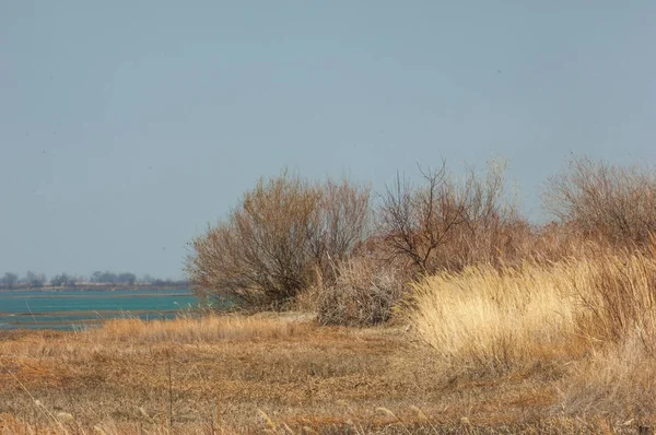 kum bahar bozkır. ağaçlar ve kum mavi gökyüzü arka plan üzerinde. Kazakistan bozkırlarında