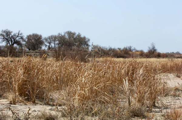 kum bahar bozkır. ağaçlar ve kum mavi gökyüzü arka plan üzerinde. Kazakistan bozkırlarında