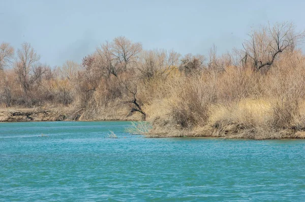 kum bahar bozkır. ağaçlar ve kum mavi gökyüzü arka plan üzerinde. Kazakistan bozkırlarında