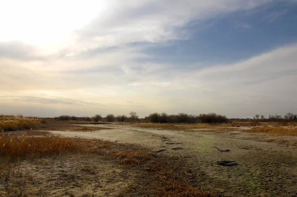 kum bahar bozkır. ağaçlar ve kum mavi gökyüzü arka plan üzerinde. Kazakistan bozkırlarında