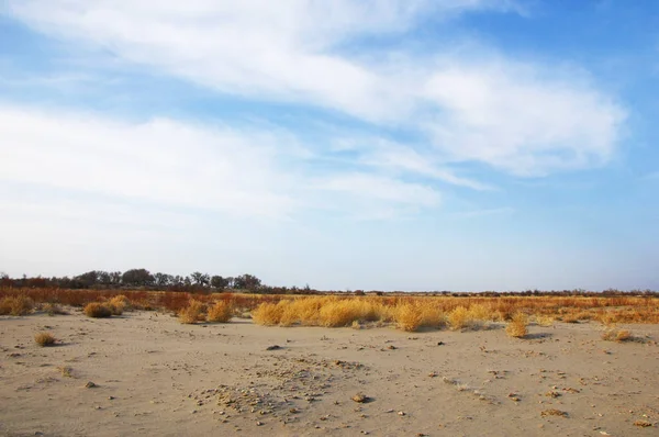 kum bahar bozkır. ağaçlar ve kum mavi gökyüzü arka plan üzerinde. Kazakistan bozkırlarında
