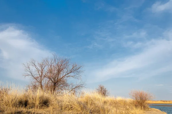 kum bahar bozkır. ağaçlar ve kum mavi gökyüzü arka plan üzerinde. Kazakistan bozkırlarında