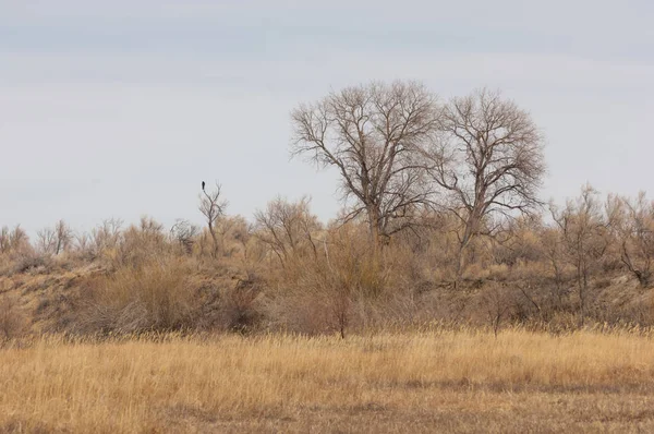 kum bahar bozkır. ağaçlar ve kum mavi gökyüzü arka plan üzerinde. Kazakistan bozkırlarında