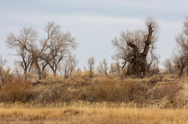 kum bahar bozkır. ağaçlar ve kum mavi gökyüzü arka plan üzerinde. Kazakistan bozkırlarında