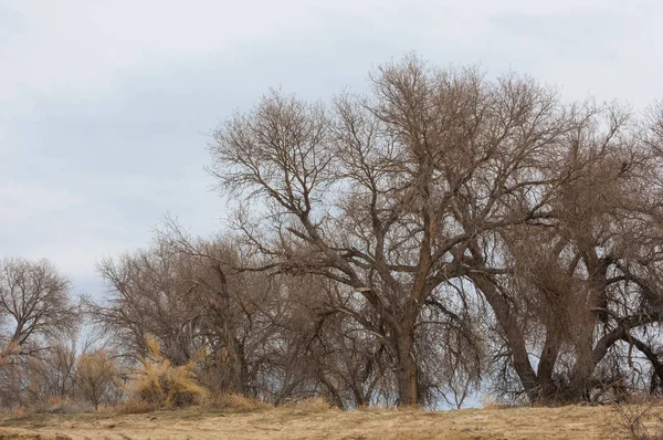 kum bahar bozkır. ağaçlar ve kum mavi gökyüzü arka plan üzerinde. Kazakistan bozkırlarında
