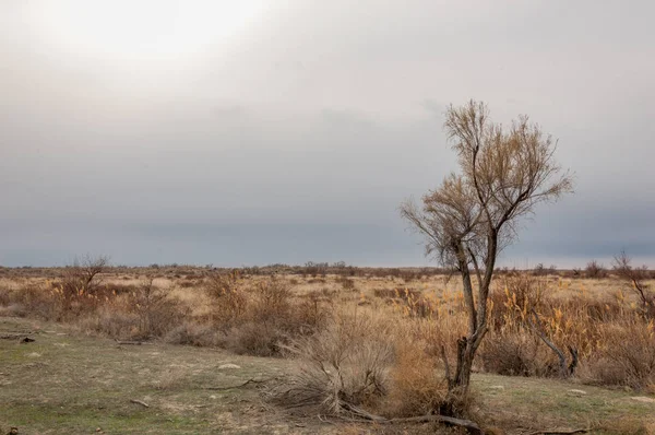 kum bahar bozkır. ağaçlar ve kum mavi gökyüzü arka plan üzerinde. Kazakistan bozkırlarında