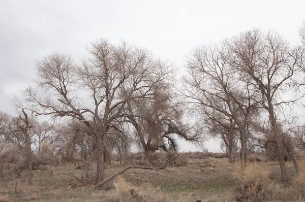 kum bahar bozkır. ağaçlar ve kum mavi gökyüzü arka plan üzerinde. Kazakistan bozkırlarında