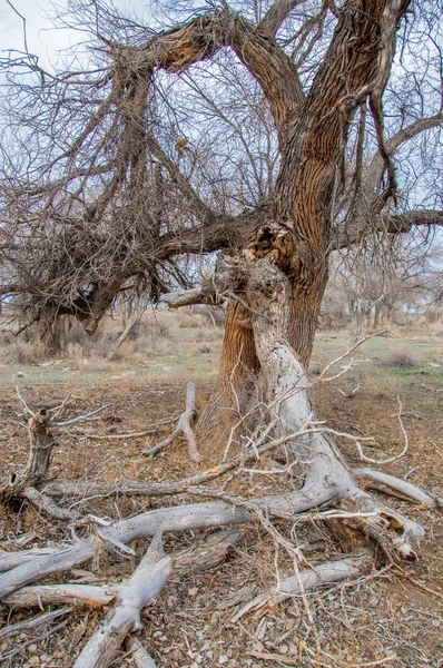 bahar bozkır. Doğa kıştan sonra uyanır. çölde ağaçlar geçen yılki çim