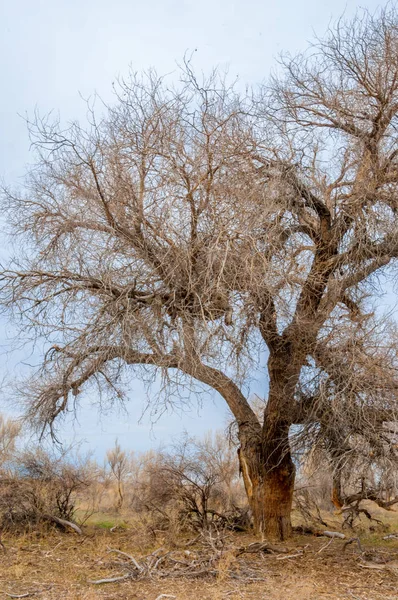 bahar bozkır. Doğa kıştan sonra uyanır. çölde ağaçlar geçen yılki çim