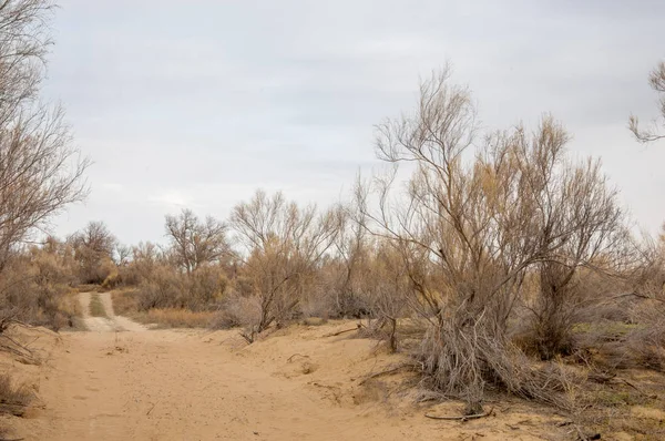 bahar bozkır. Doğa kıştan sonra uyanır. çölde ağaçlar geçen yılki çim