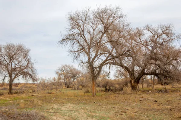 bahar bozkır. Doğa kıştan sonra uyanır. çölde ağaçlar geçen yılki çim
