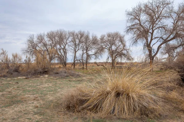 bahar bozkır. Doğa kıştan sonra uyanır. çölde ağaçlar geçen yılki çim