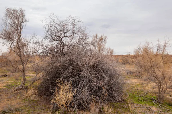 bahar bozkır. Doğa kıştan sonra uyanır. çölde ağaçlar geçen yılki çim