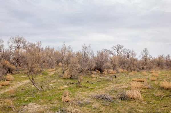 bahar bozkır. Doğa kıştan sonra uyanır. çölde ağaçlar geçen yılki çim