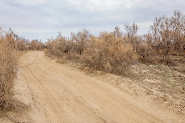 bahar bozkır. Doğa kıştan sonra uyanır. çölde ağaçlar geçen yılki çim