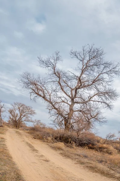 bahar bozkır. Doğa kıştan sonra uyanır. çölde ağaçlar geçen yılki çim