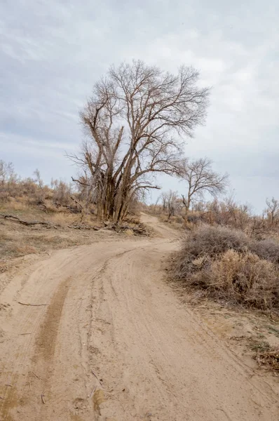 bahar bozkır. Doğa kıştan sonra uyanır. çölde ağaçlar geçen yılki çim