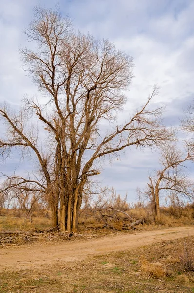 bahar bozkır. Doğa kıştan sonra uyanır. çölde ağaçlar geçen yılki çim