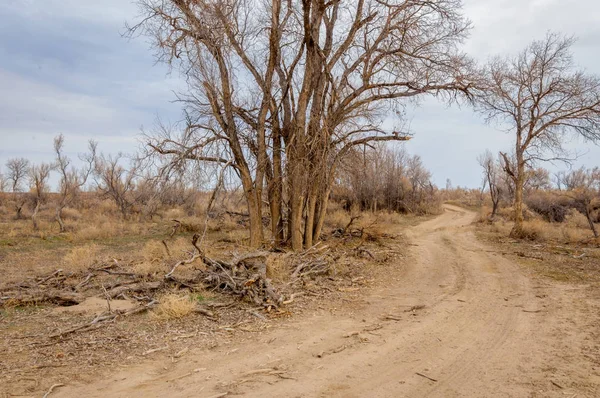 bahar bozkır. Doğa kıştan sonra uyanır. çölde ağaçlar geçen yılki çim